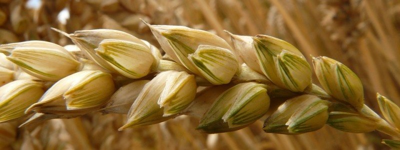allergische reactie